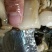 湛江带子