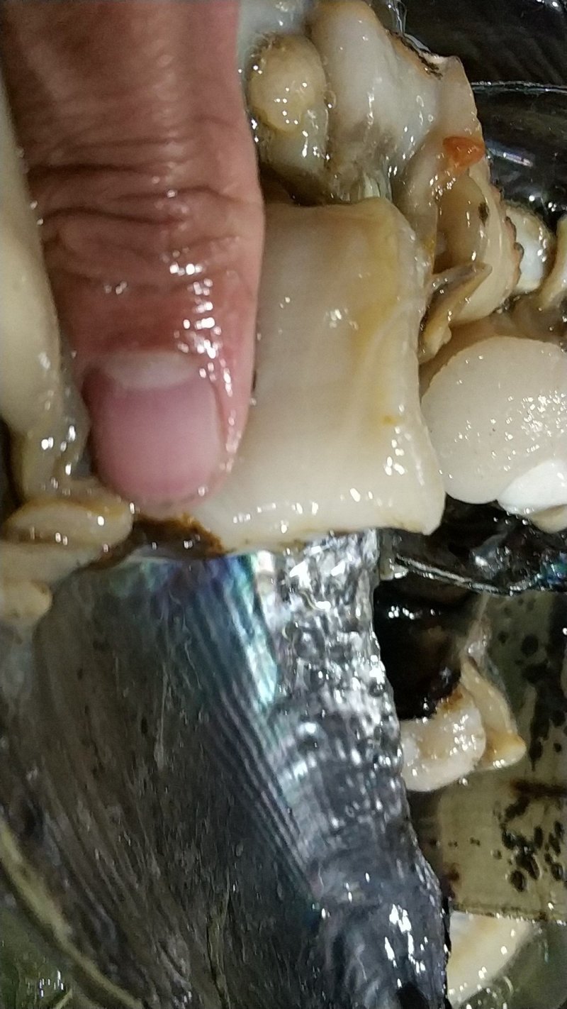 湛江带子