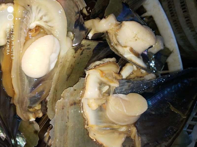 湛江带子