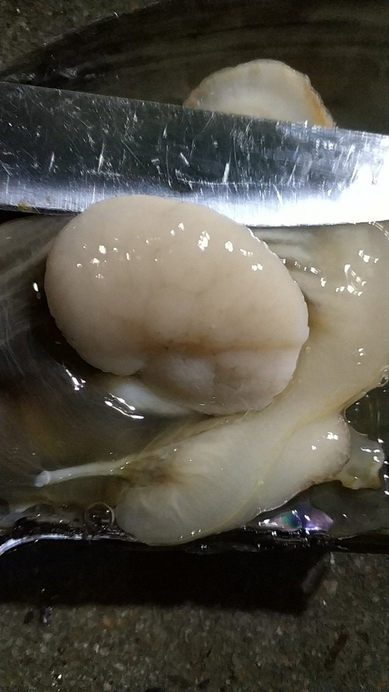 湛江带子