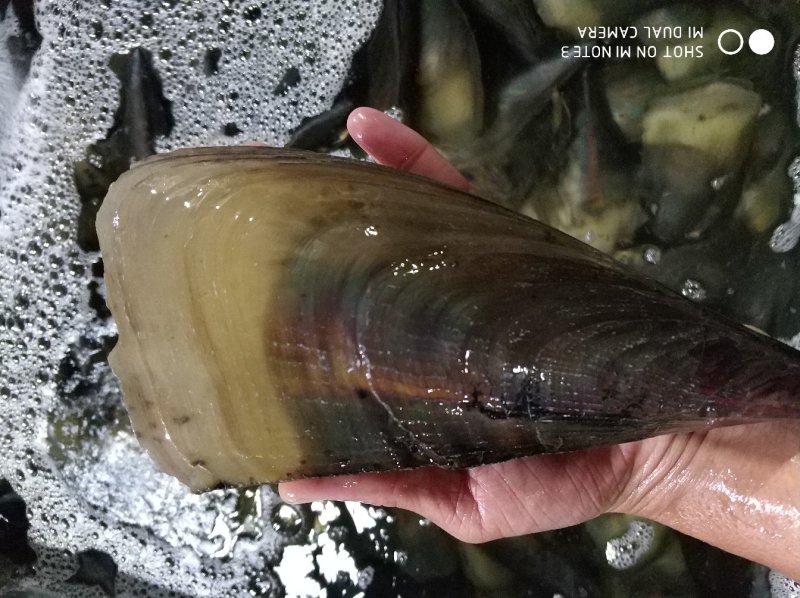 湛江带子