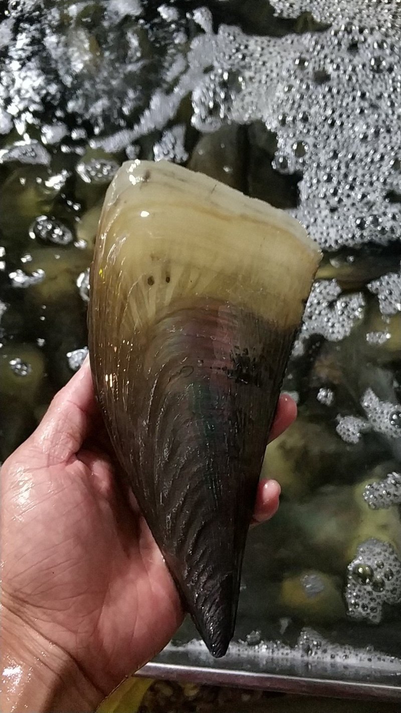 湛江带子