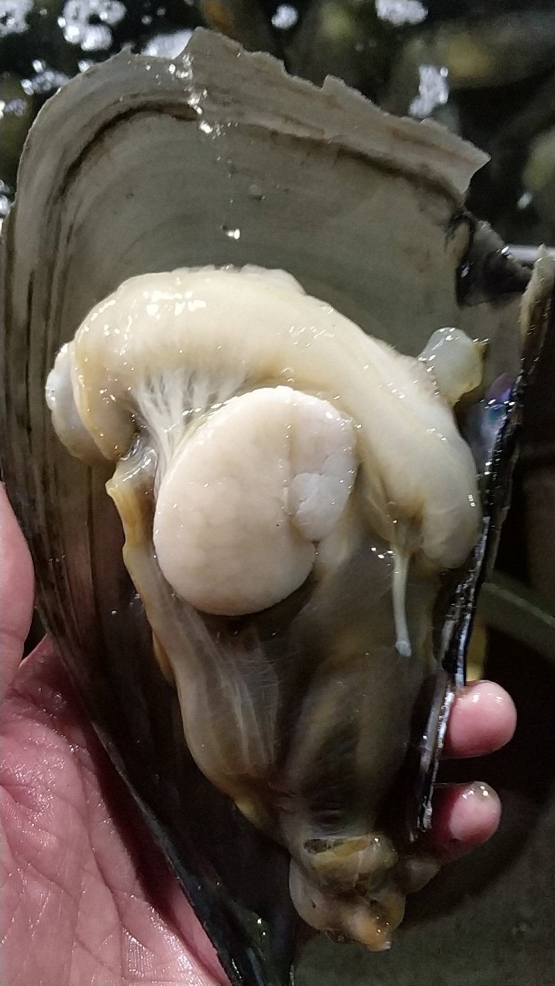 湛江带子