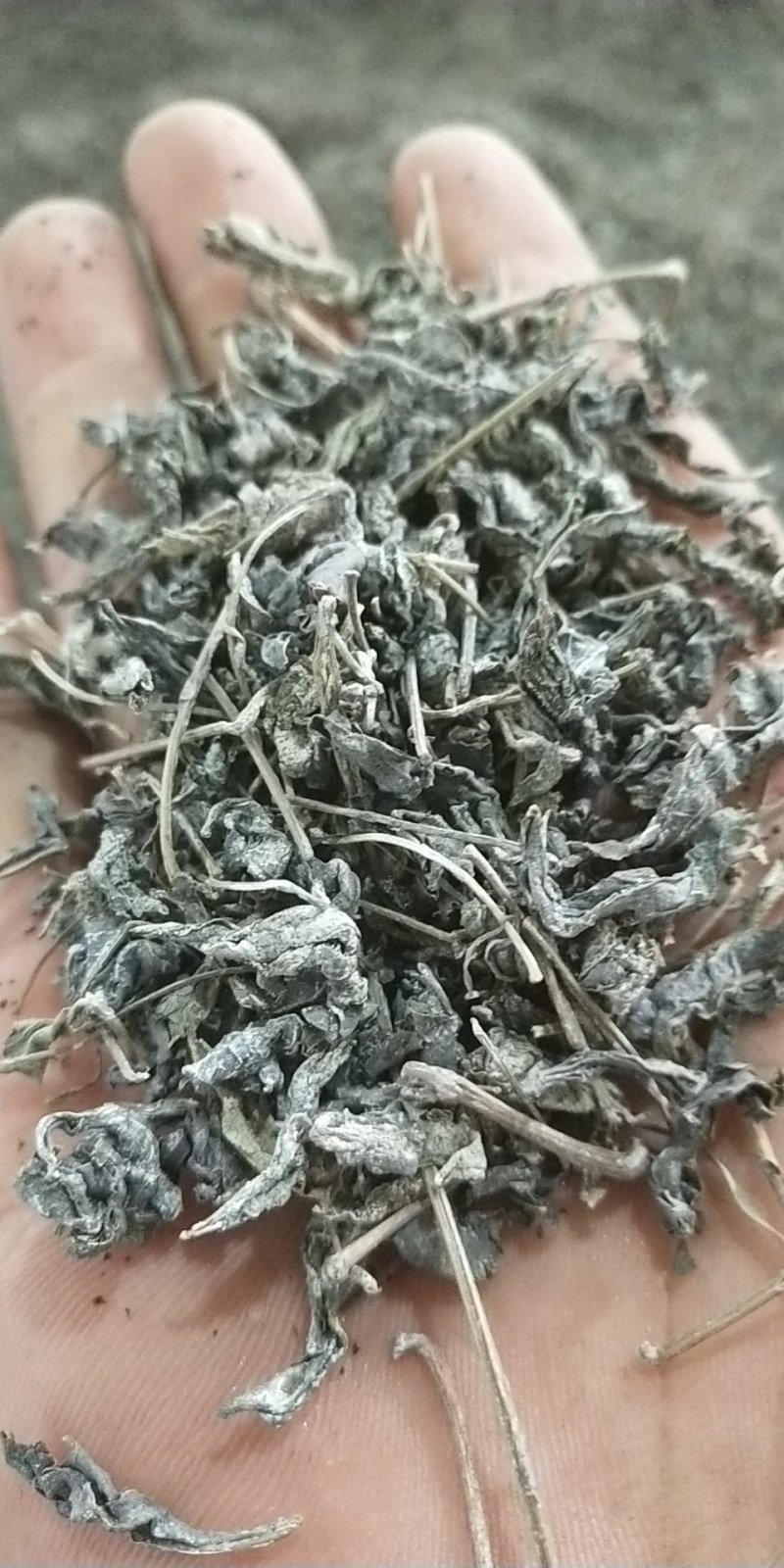 藤茶