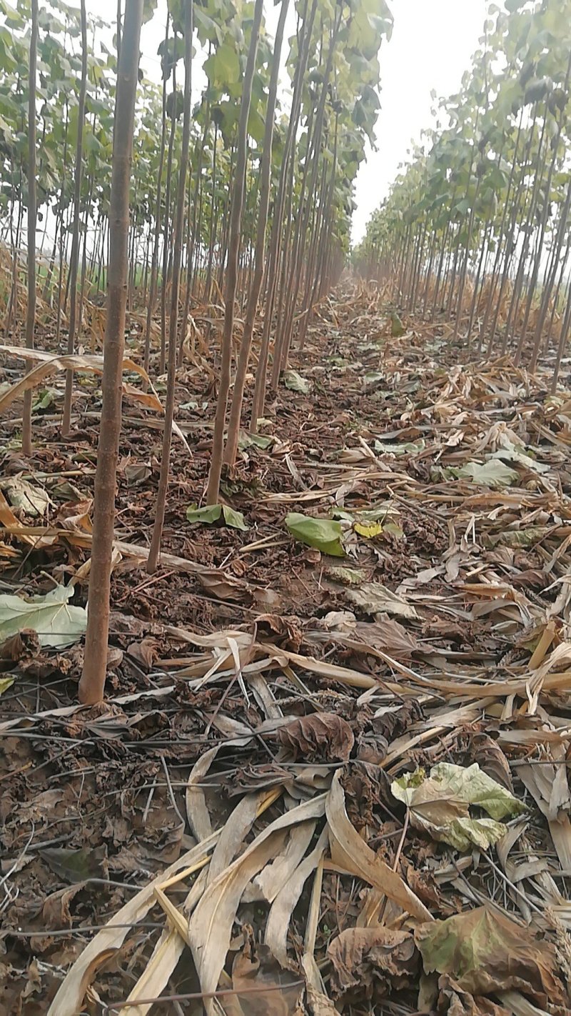 2一5公分米经，价格面议，2万棵