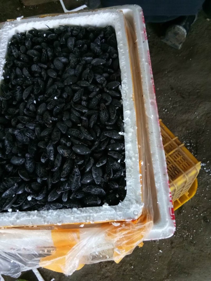 新鲜黑龙虱放尿速冻饱满糕黄多