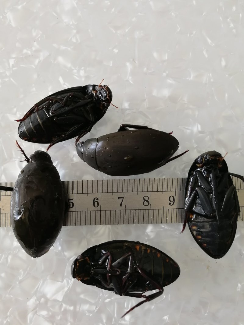 新鲜黑龙虱放尿速冻饱满糕黄多