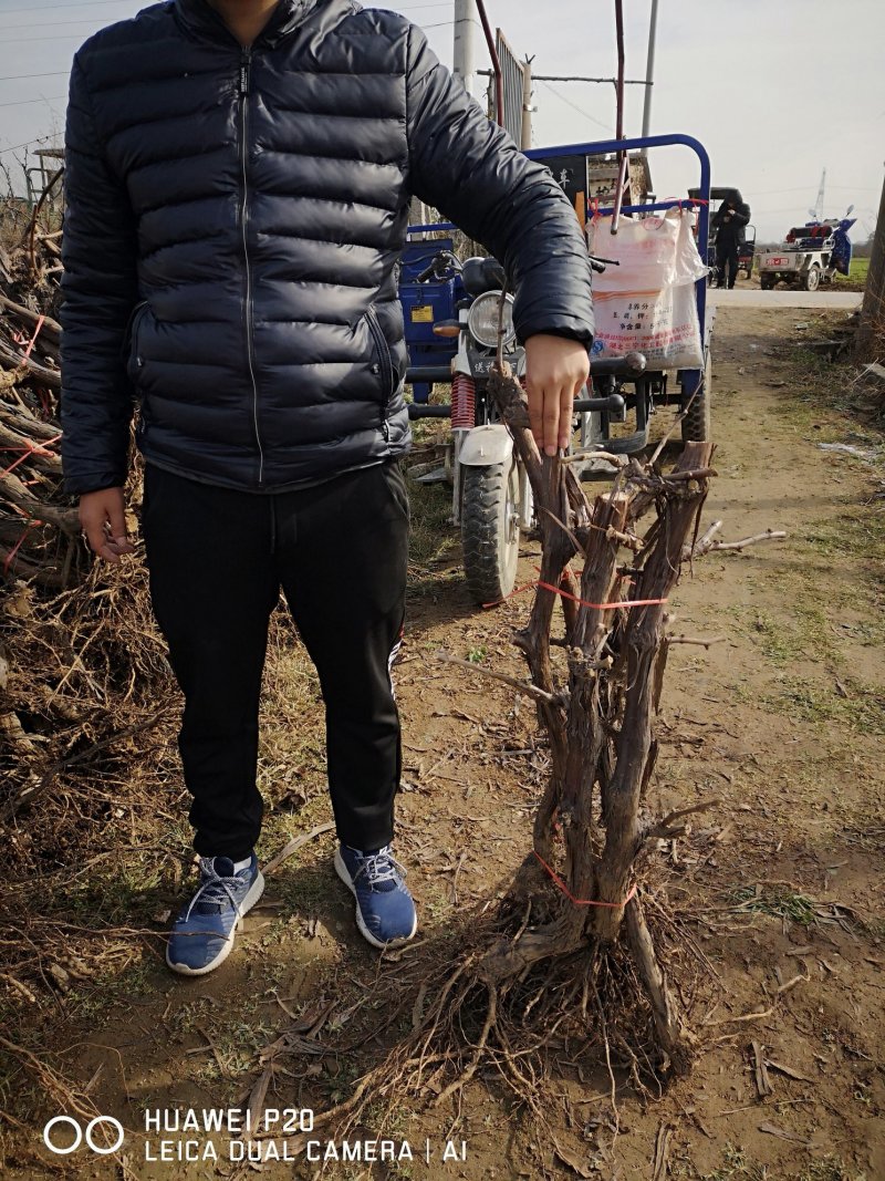 占地葡萄树，1~5公分，苗圃直发，常年供应