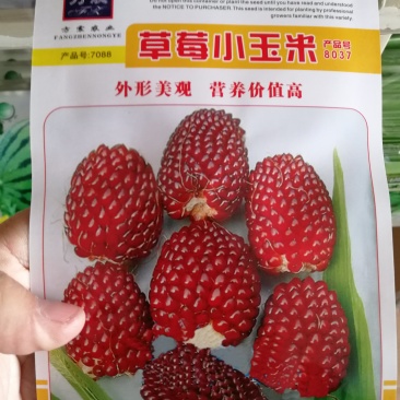 【优质】草莓菠萝奶油爆米花水果花小玉米种子