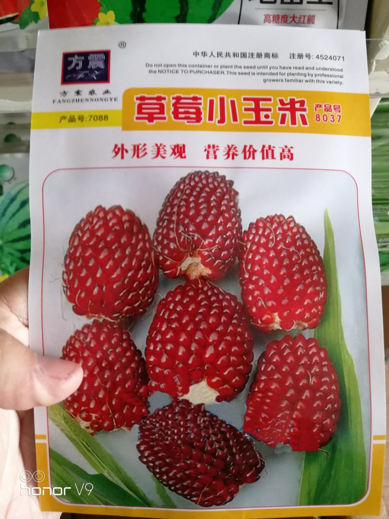 【优质】草莓菠萝奶油爆米花水果花小玉米种子