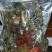 【有好货】东北三宝猛鞭高端版整只壮年鹿鞭十全更补泡酒药料