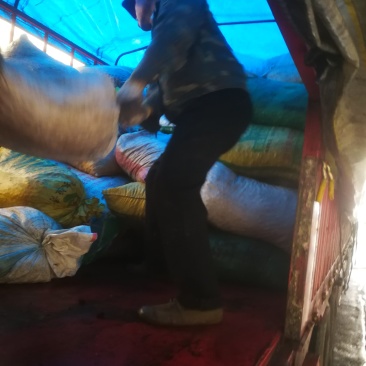 桐籽桐子桐子果产地直发总量900吨左右