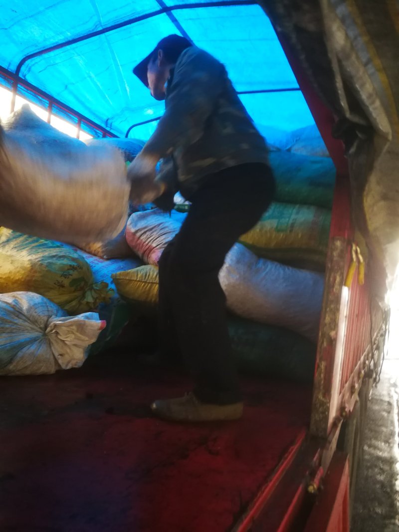 桐籽桐子桐子果产地直发总量900吨左右