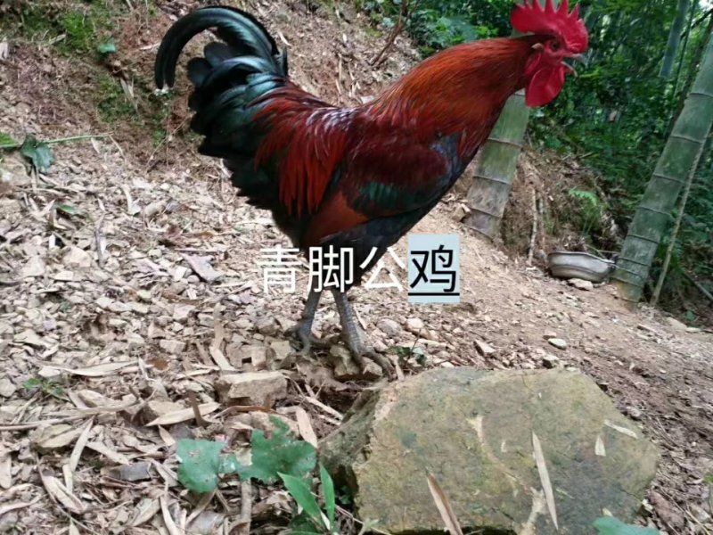 鸡苗