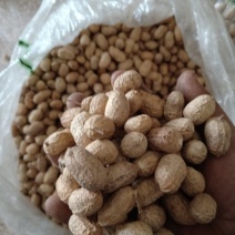优质手捡花生果，纯手工手剥308种子米