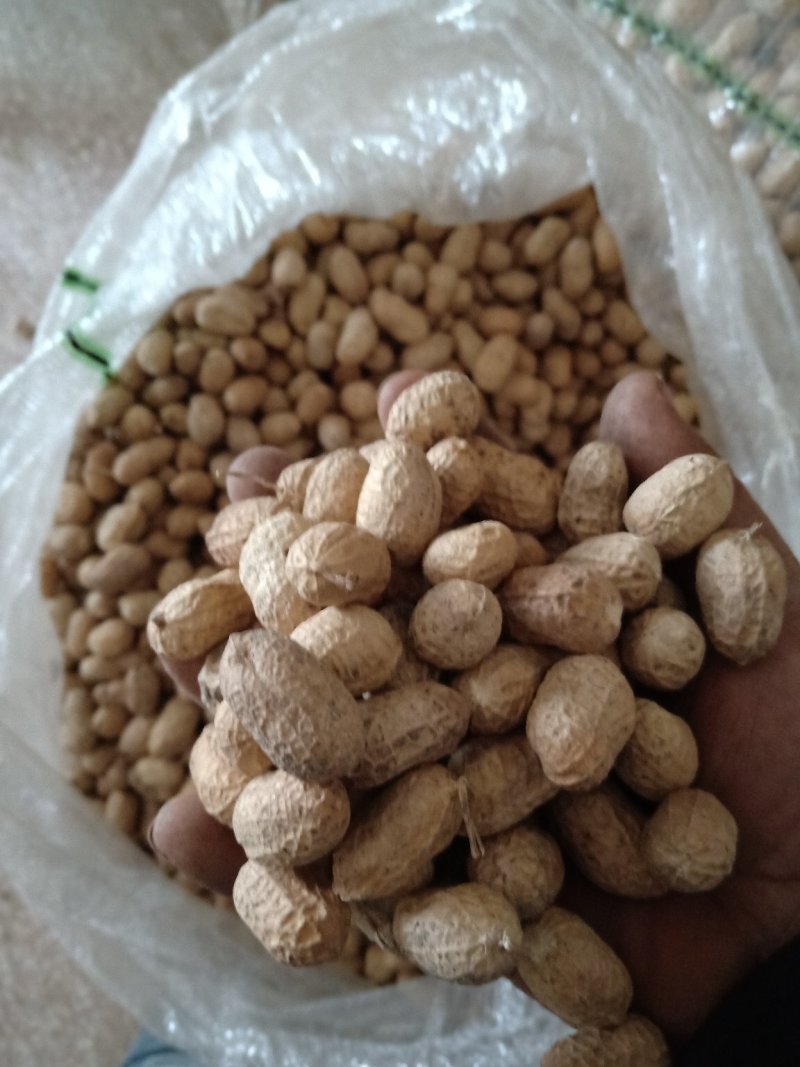 优质手捡花生果，纯手工手剥308种子米