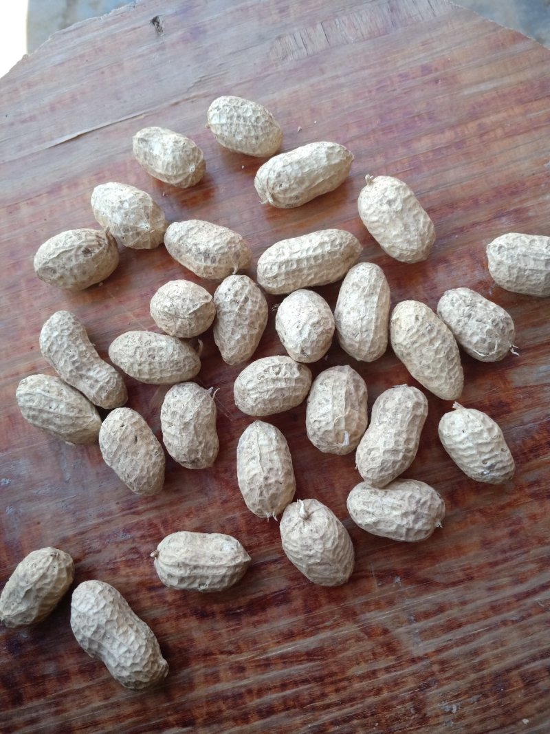 优质手捡花生果，纯手工手剥308种子米
