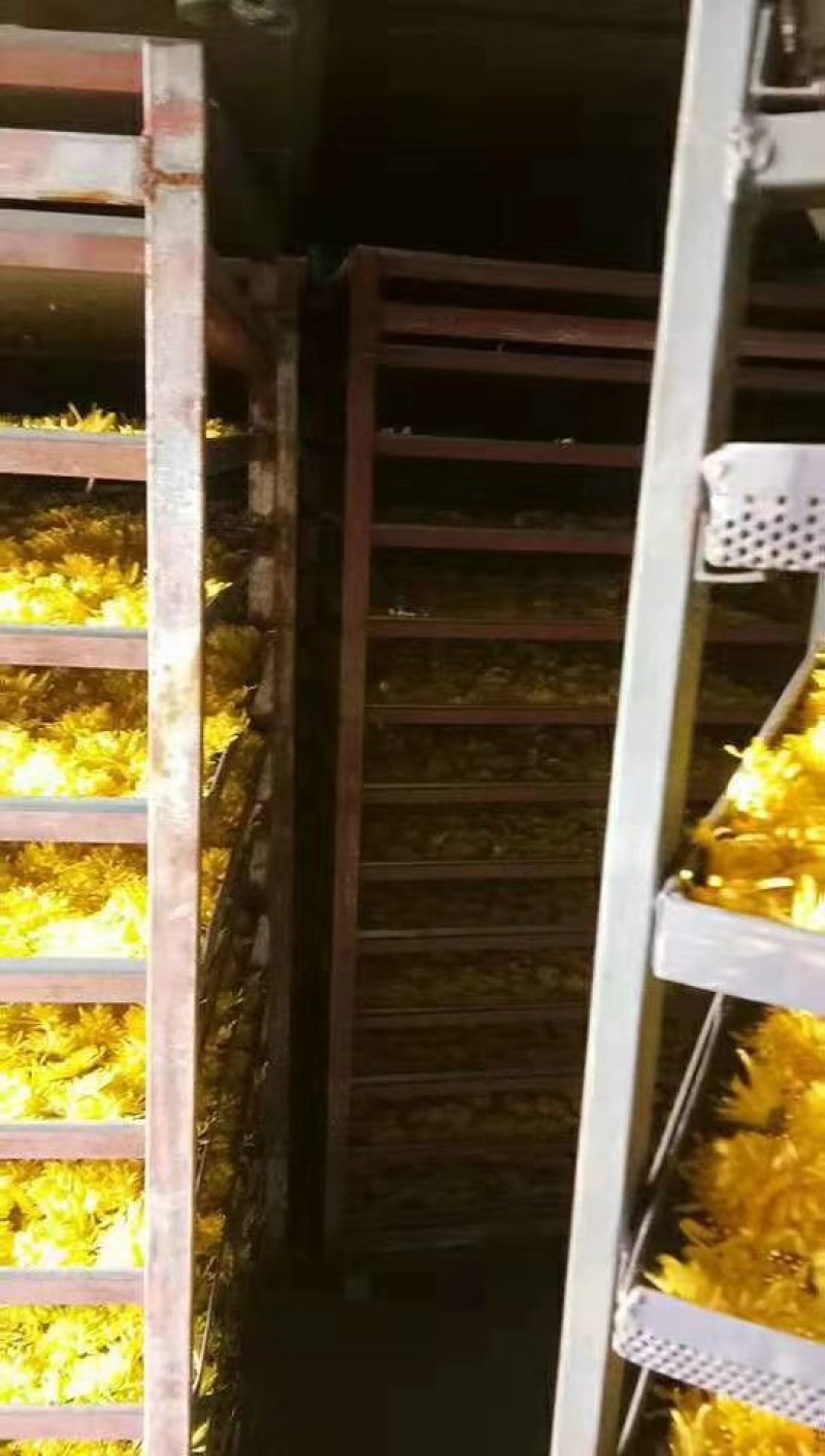 金丝皇菊茶
