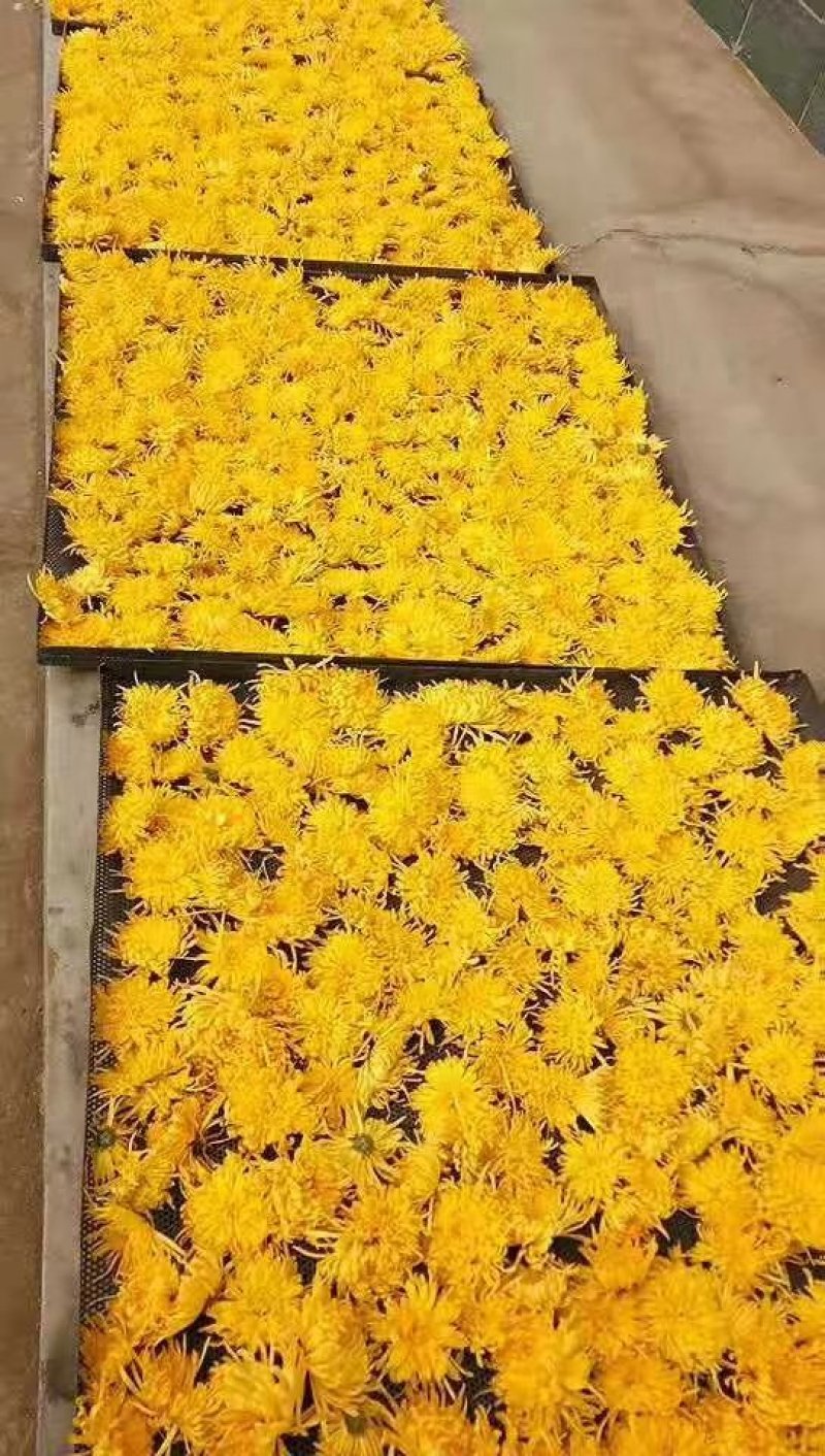 金丝皇菊茶