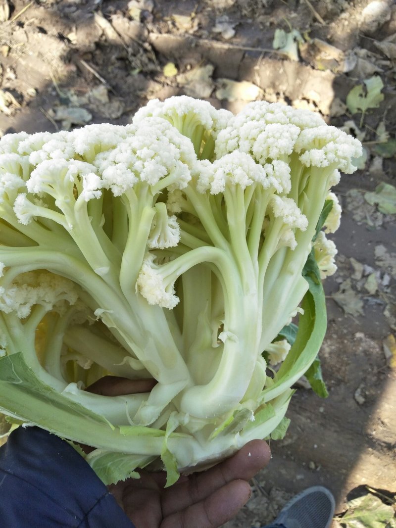 有机散花