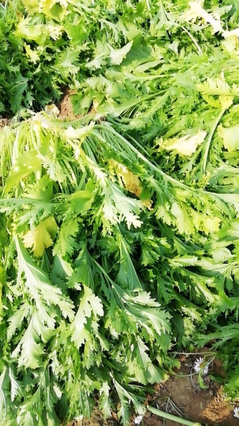 雪里红（梅菜）