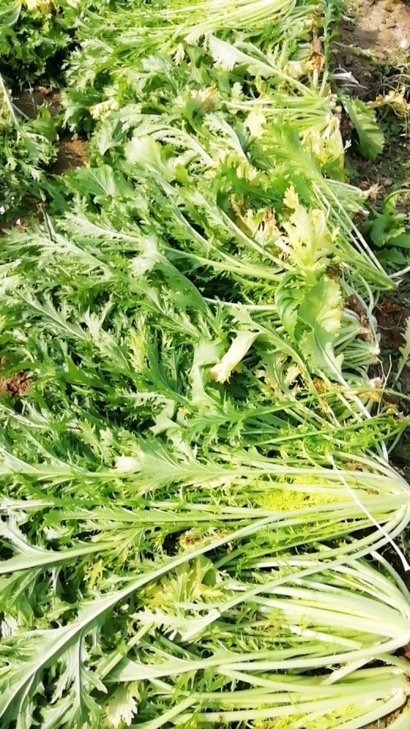 雪里红（梅菜）