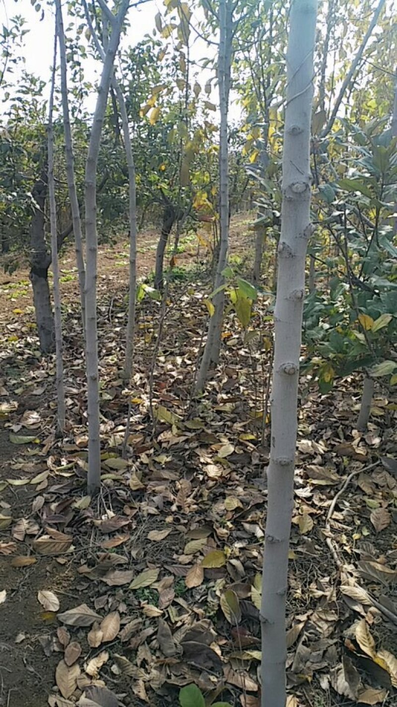 玉兰树3~5cm