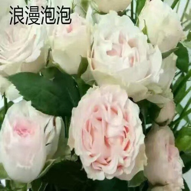 多头玫瑰苗，丰花月季苗绿化工程种植盆栽四季开花