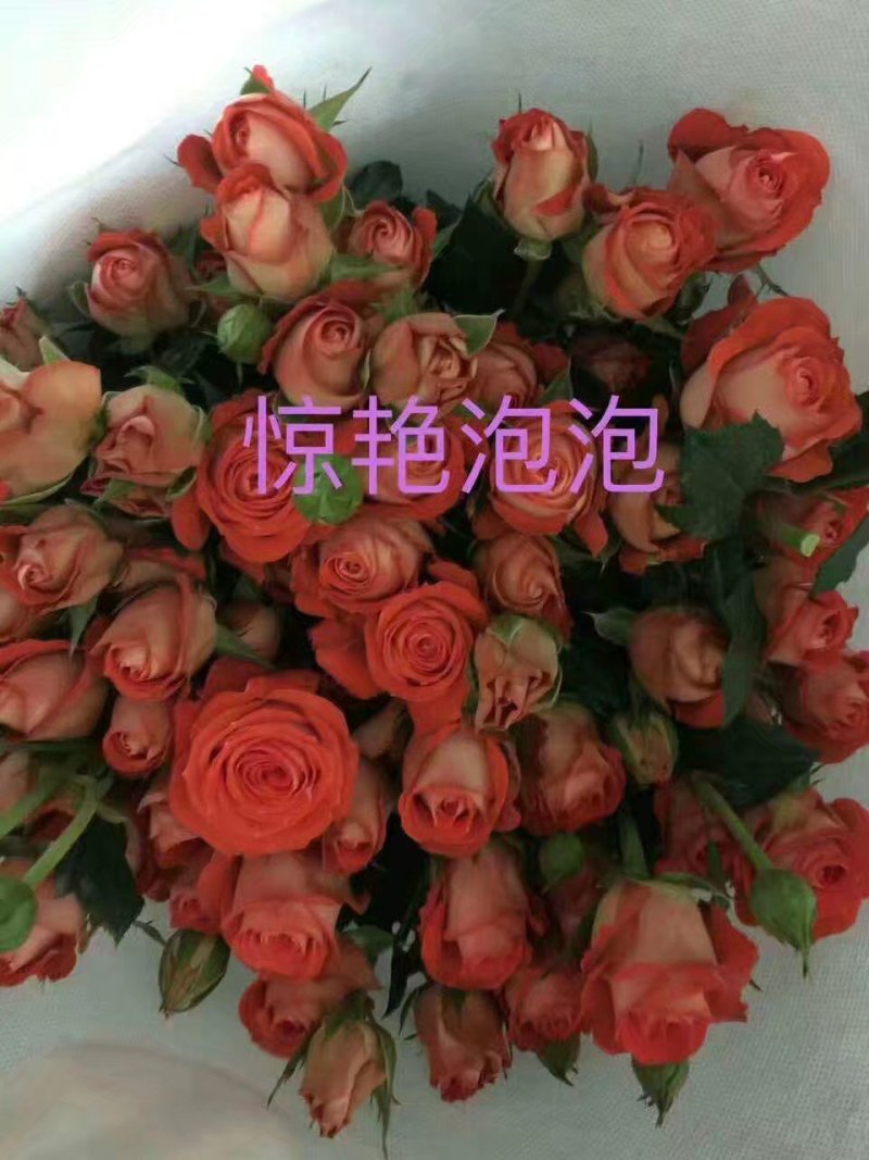 多头玫瑰苗，丰花月季苗绿化工程种植盆栽四季开花
