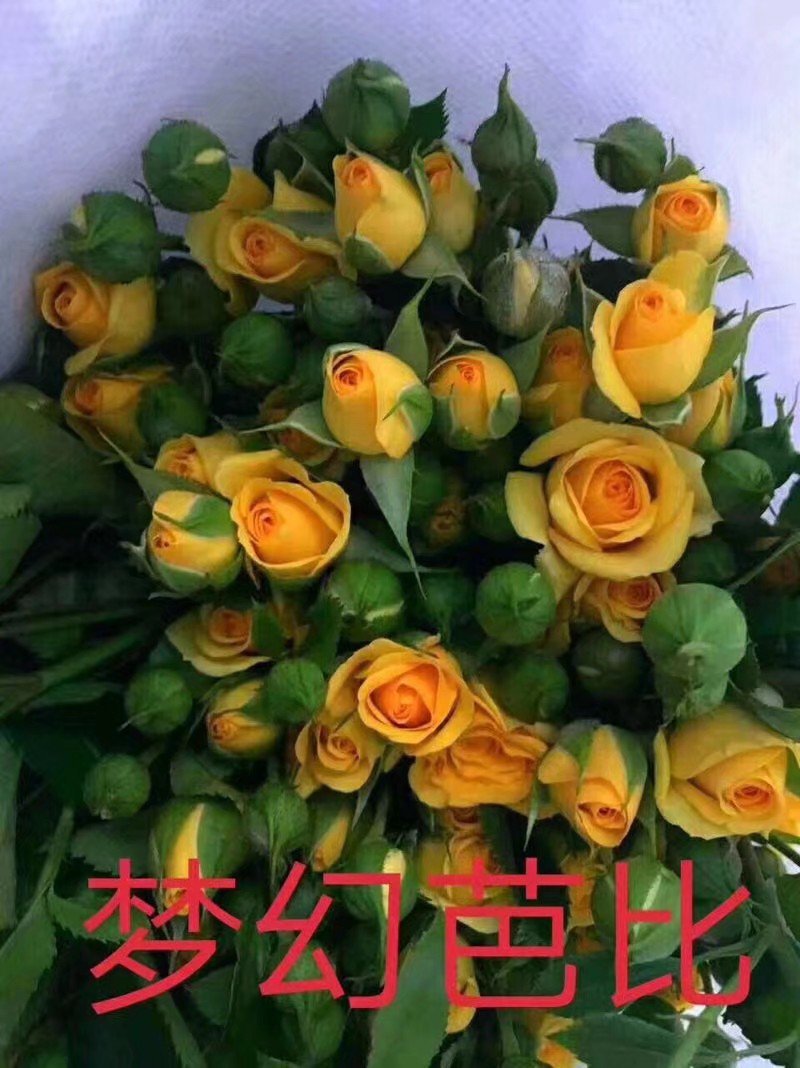 多头玫瑰苗，丰花月季苗绿化工程种植盆栽四季开花