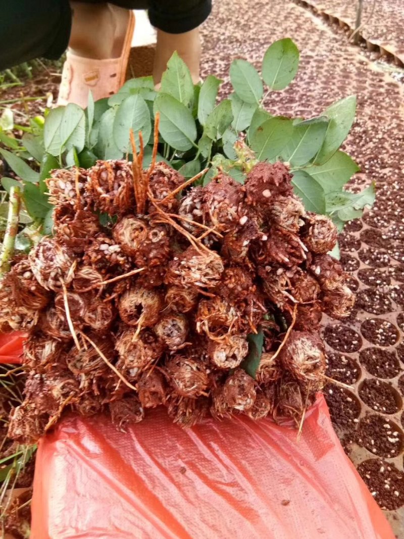 多头玫瑰苗，丰花月季苗绿化工程种植盆栽四季开花