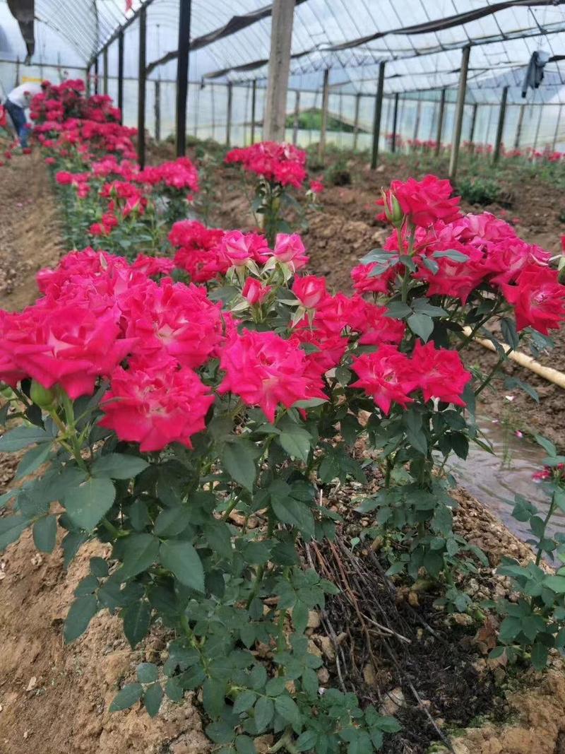 多头玫瑰苗，丰花月季苗绿化工程种植盆栽四季开花