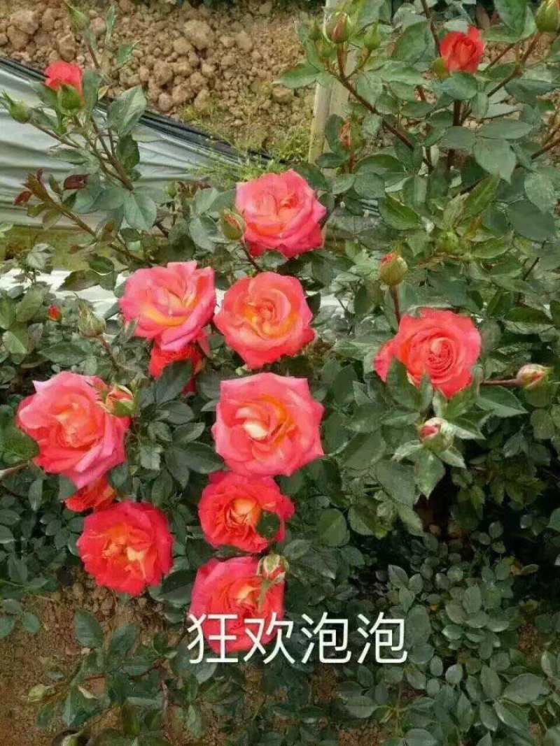 多头玫瑰苗，丰花月季苗绿化工程种植盆栽四季开花