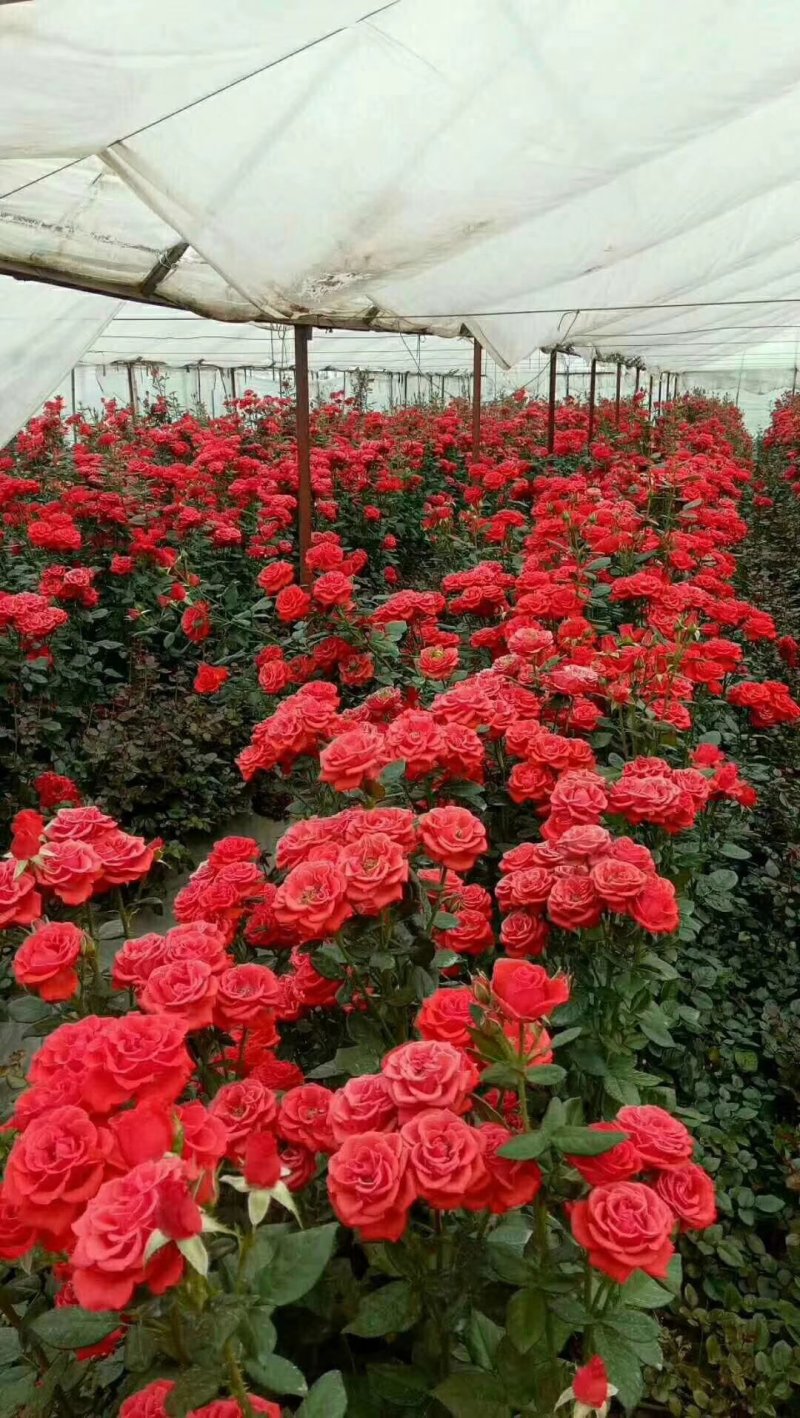 多头玫瑰苗，丰花月季苗绿化工程种植盆栽四季开花