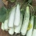 山东寿光羊角蜜甜瓜博羊系列，年初上市