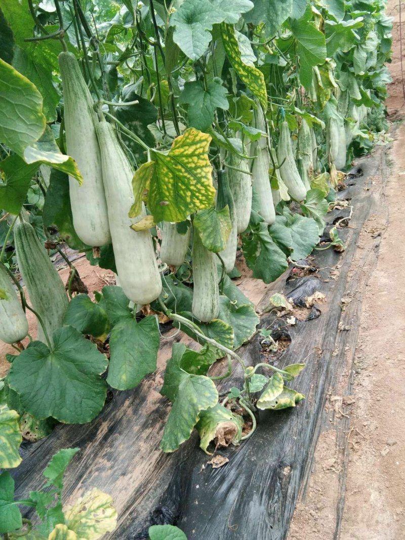 山东寿光羊角蜜甜瓜博羊系列，年初上市