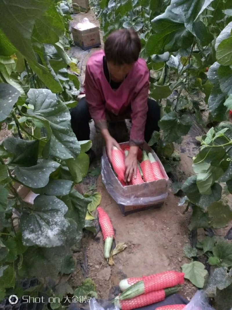 山东寿光羊角蜜甜瓜博羊系列，年初上市
