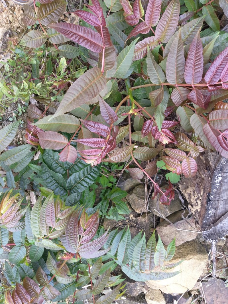 贵州丶红油香椿苗