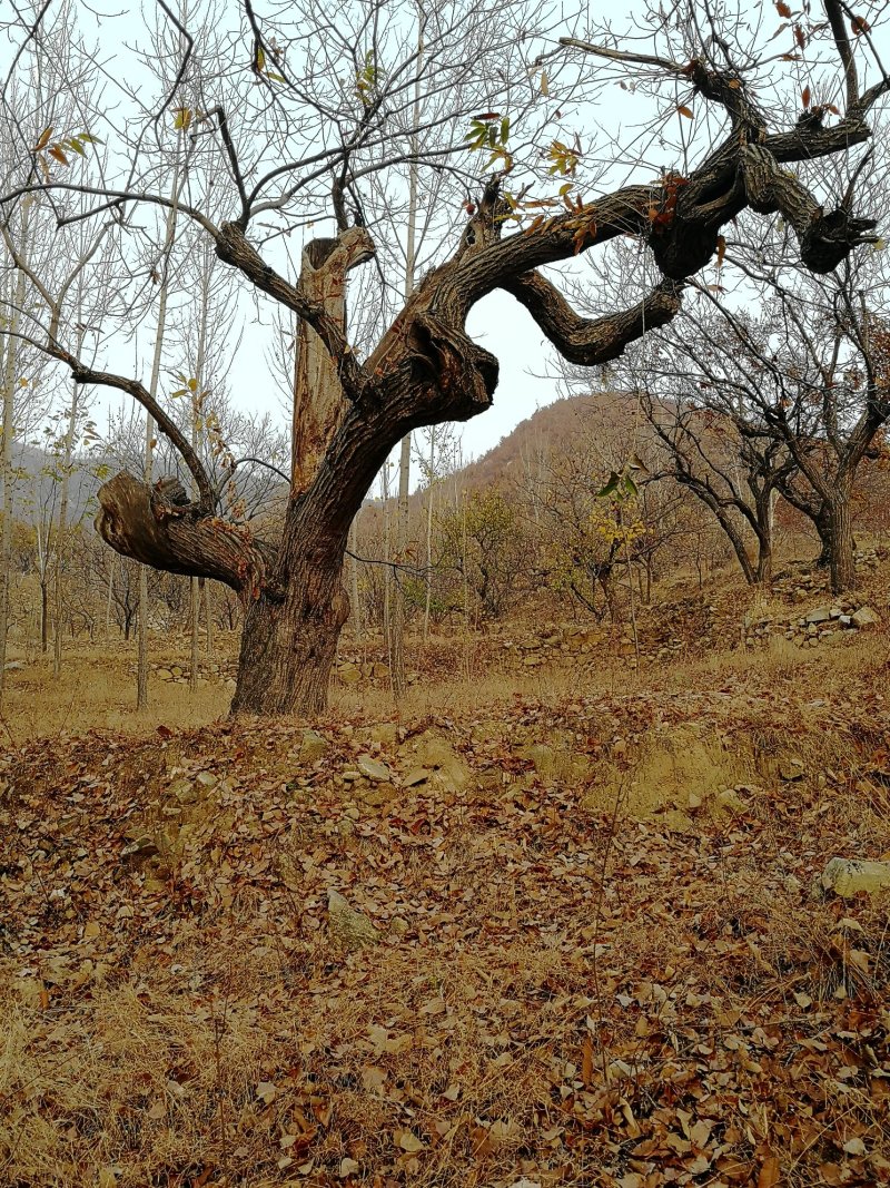 扒米，炒货用（35粒/斤）坏果不超一斤山东泰安产地直供