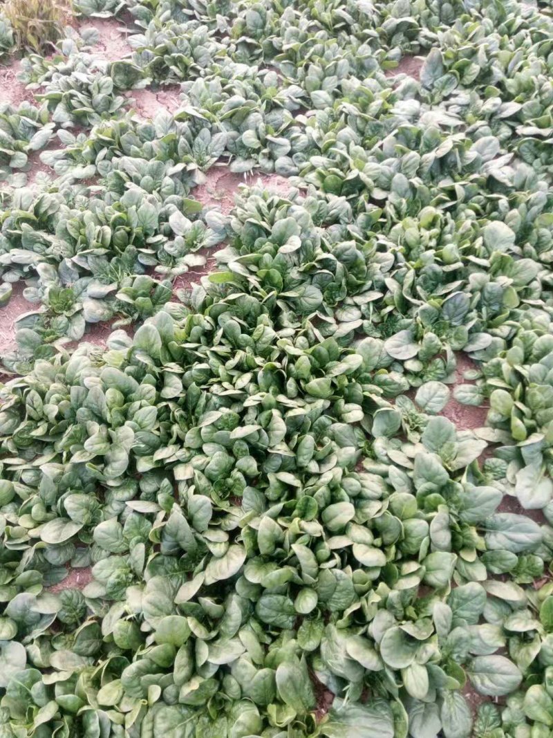 精品菠菜