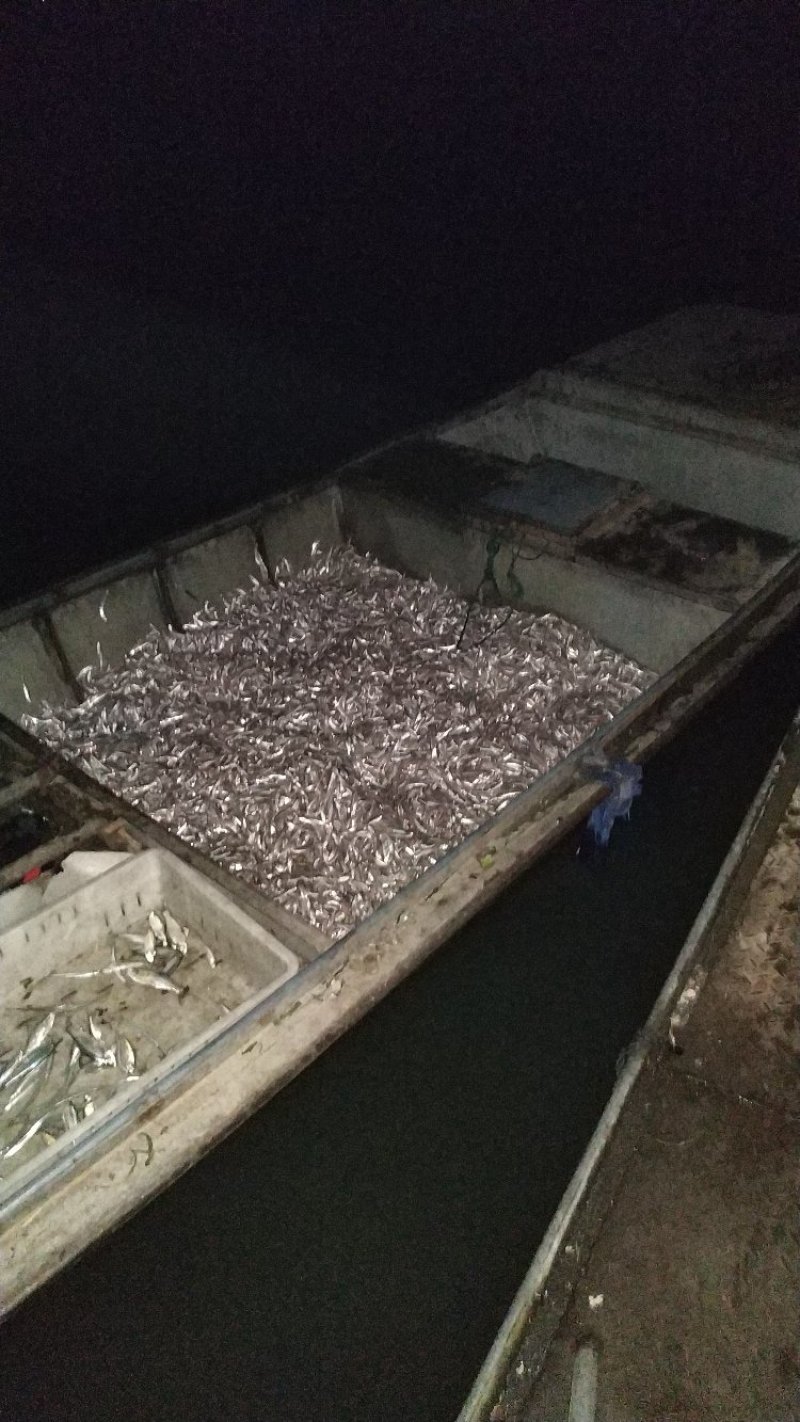 批发零售东平湖野生毛刀鱼，毛刀鱼干