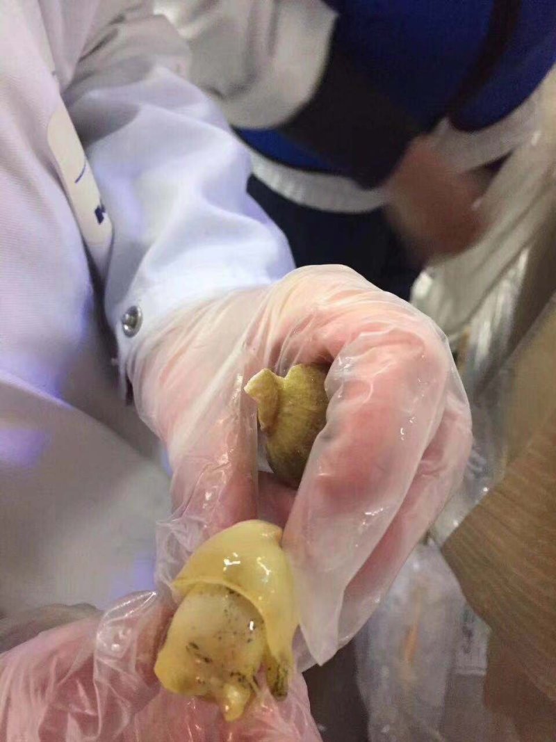 进口白螺