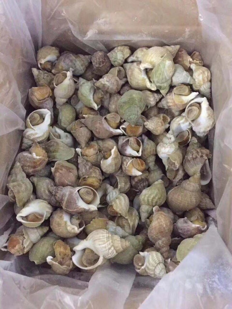 进口白螺