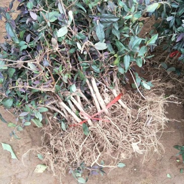 金银花苗，基地直供保证成活率，死苗免费补发