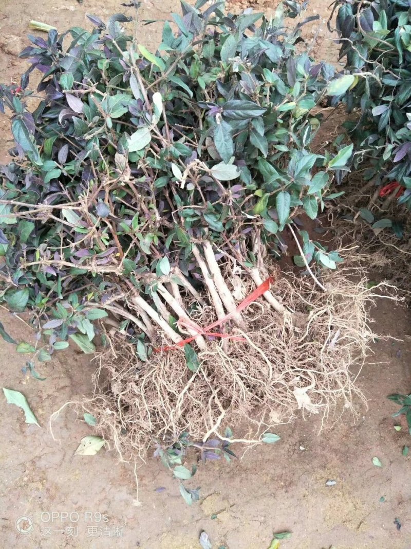 金银花苗，基地直供保证成活率，死苗免费补发