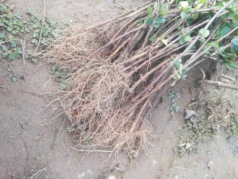 金银花苗，基地直供保证成活率，死苗免费补发