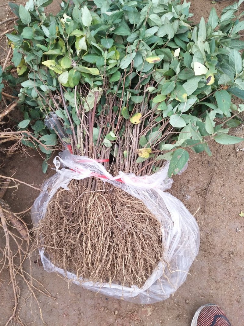金银花苗，基地直供保证成活率，死苗免费补发