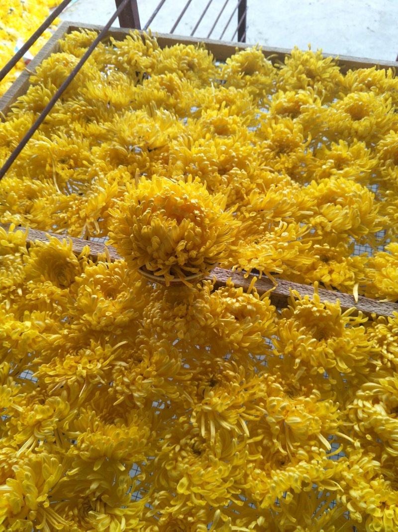 金丝皇菊