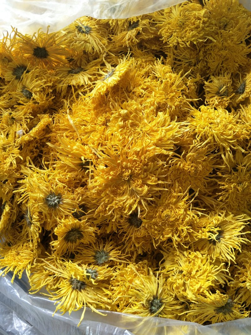 金丝皇菊