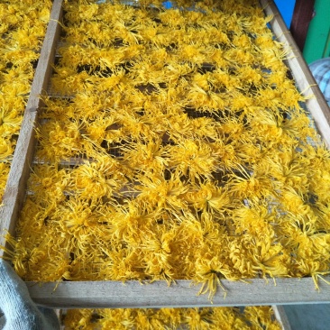 金丝皇菊
